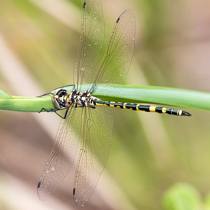 Yellow-spotted Emerald (Hemicordulia intermedia)